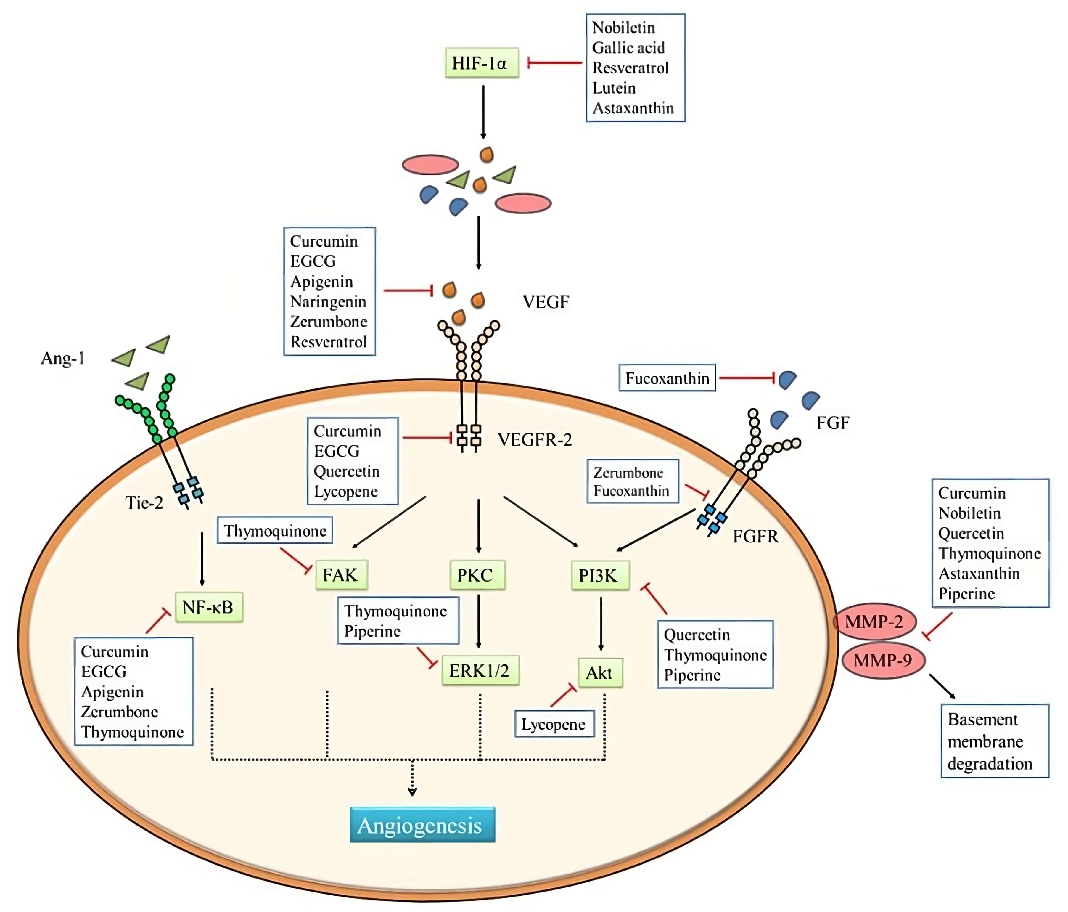 A critical review on anti-angiogenic property of phytochemicals