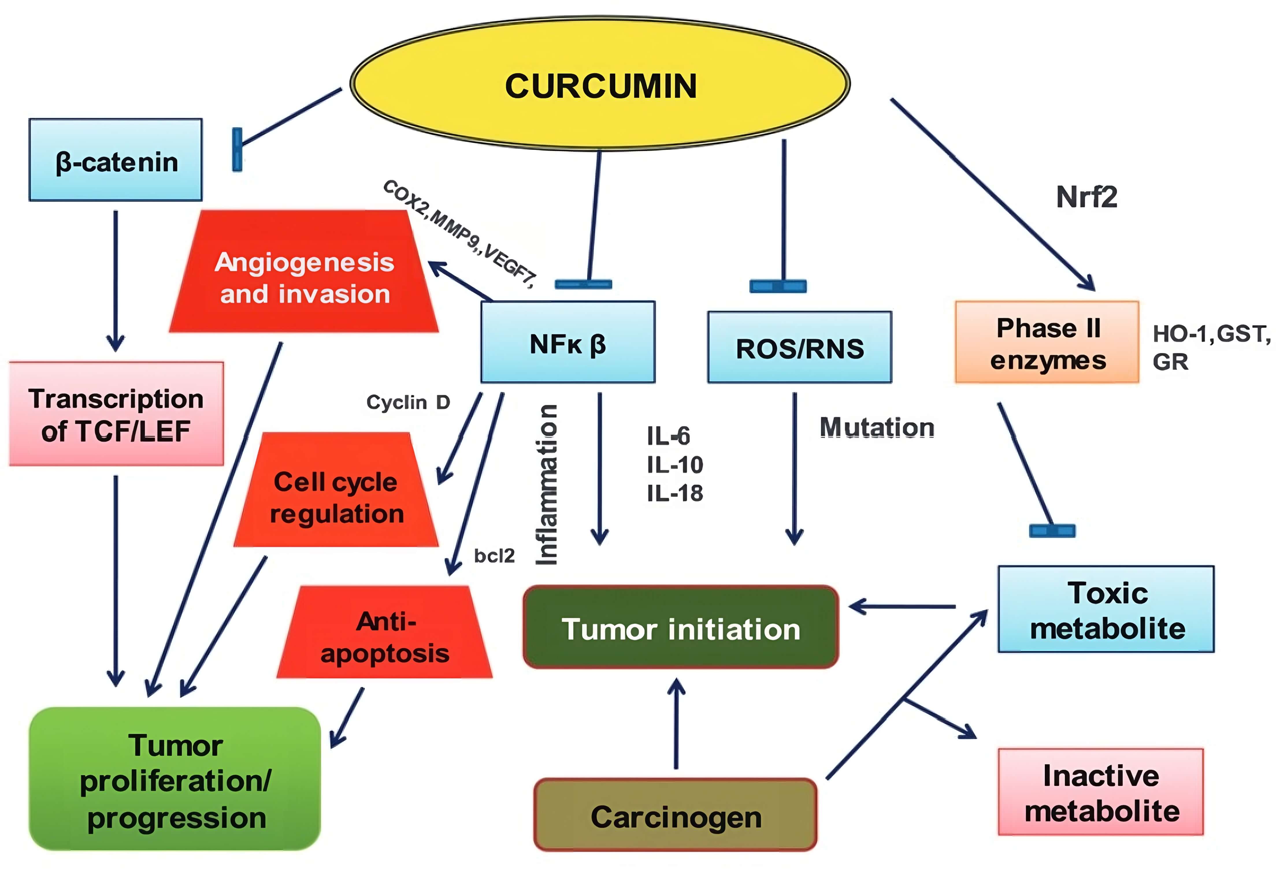 The impact of curcumin on breast cancer.