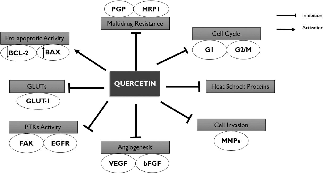 Mecanism of anticancer activity of quercetin
