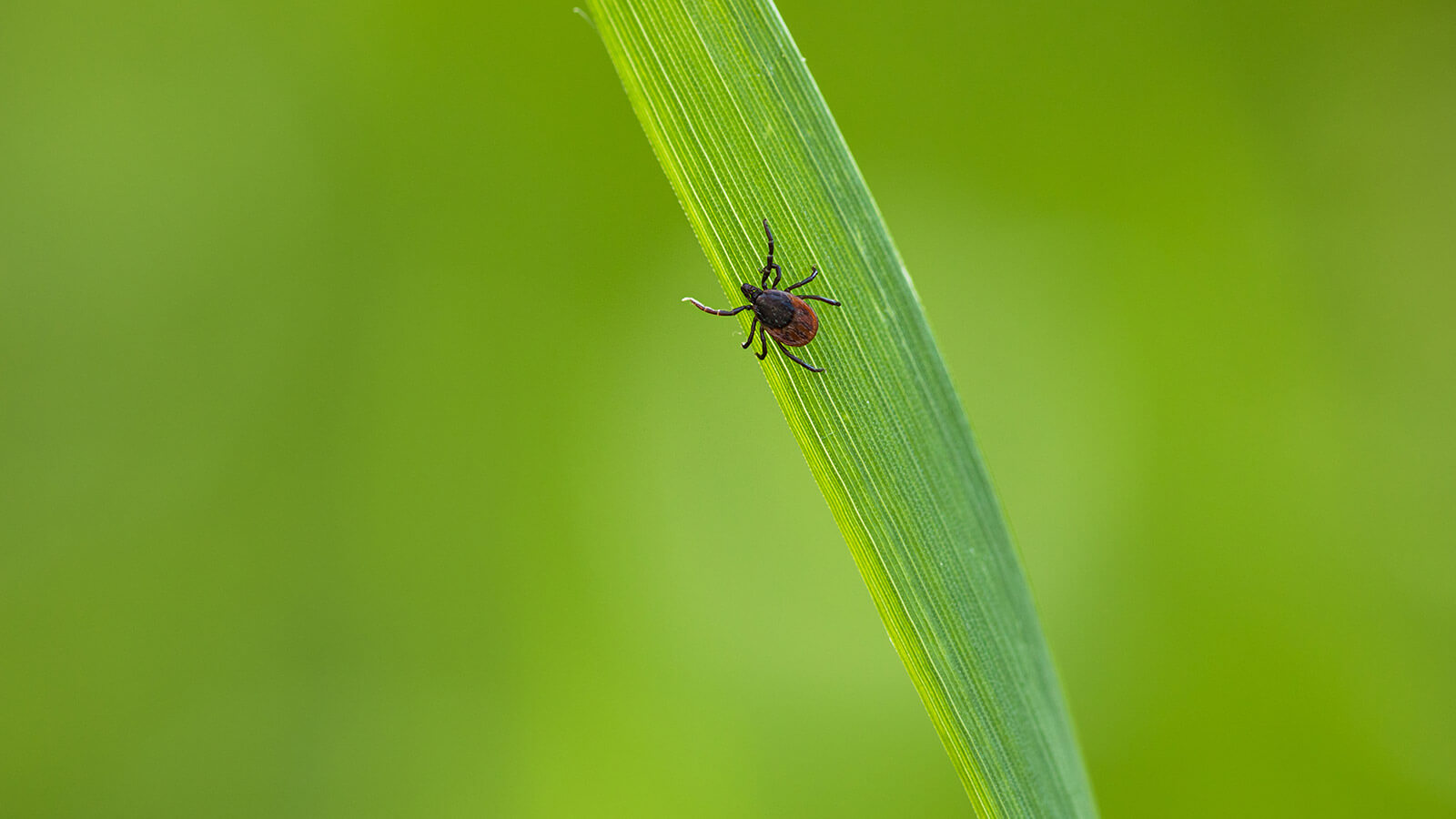 What is Lyme disease?