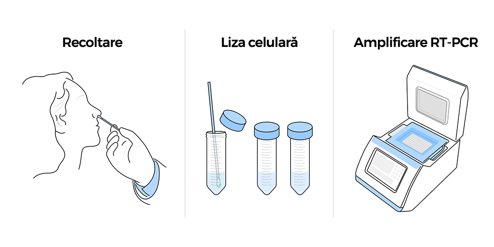 Proces testare COVID: recoltare, liza celulară și amplificare RT-PCR